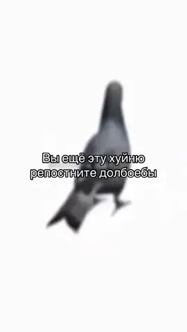 #рекомендации #рек #неджоджо #репост #голубь 