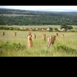 @DEBRAN  lemashon 🚀😎 @Moseka Inua Toto foundation. @Political Pundit 001🔥 #fyyyyyyyyyyyyyyyy  mara plains 