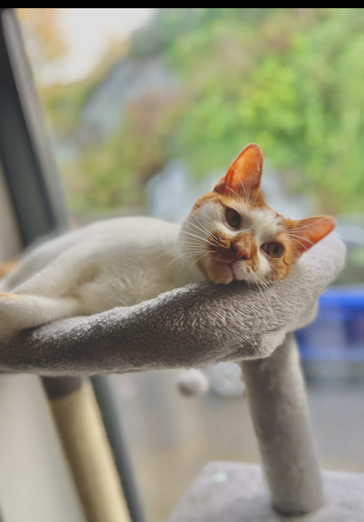 Home is not a place, it’s a feeling. You could travel the whole world a take that feeling with you, feeling perfectly at home wherever you go.. but most of all… home will always be where Parsnip is ❤️ #fyp #foryou #foryoupage #catsoftiktok #cat #catlover #catmom #cattraining #catvideo #family #grandparents #kitten #kittenlove #catoftheday #pettok #PetsOfTikTok  