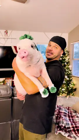 The little lippers have made their professional opinion 🐽 @marcus_and_jacey  #pigs #minipig #animallovers #vegan #pets 