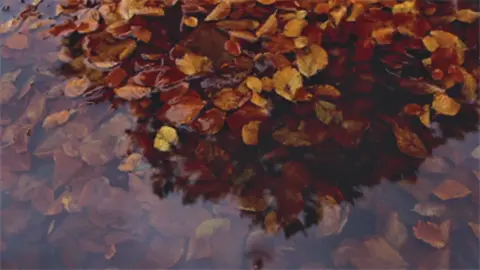 Eu amo cada integrante dessa banda maravilhosa #menina #luadultra #venerevaivenus #musica #fyp 