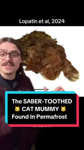 Still the find of the decade IMO #paleontology #extinct #fossil #iceage #sabertooth 