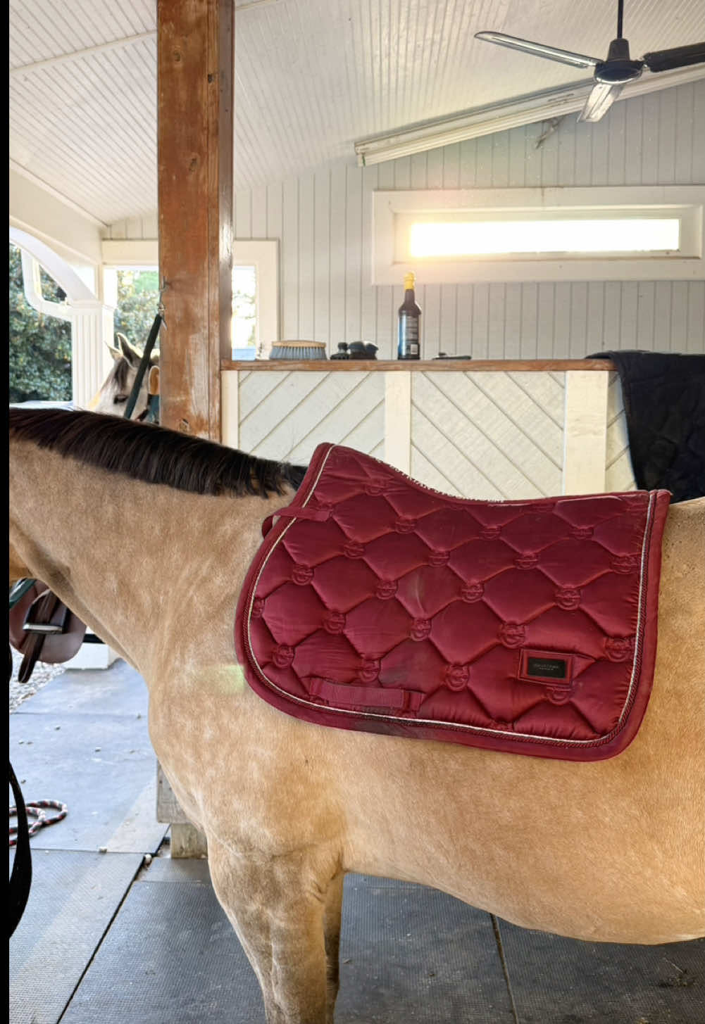 Riding in the fall >>>>> 🤭 #equestrian #blackequestrian #horseback #horseriding #horsebackriding #adultammy #equestriansoftiktok #equestrianlife 