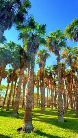 When summer ends ☀️Winter whispers through Shaheed Park… and the view feels like a soft hug from nature 🌿🌱❤️ #foryou #foryoupage #kwttravel #kuwait🇰🇼 #ofwlife 