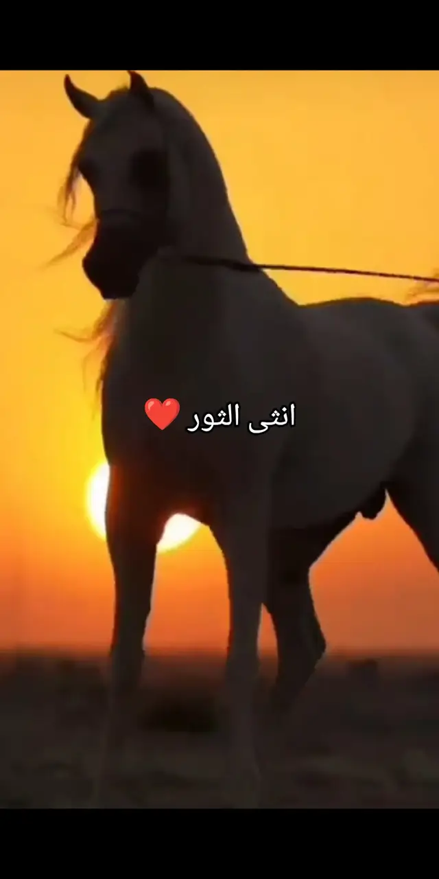 انثى الثور ❤️ انثى برج الثور #انثى_الثور #foryou #foru #forurpage #foryoupage @Mood @Mood @Mood 