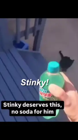 Goodbye Stinky! #fyp #funny #meme #lowquality #cat 