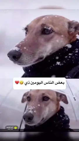 #شعب_الصيني_ماله_حل😂😂 #ترند #ترند❄️ #ثلج_ثلج_عم_شتي_الدني_ثلج 