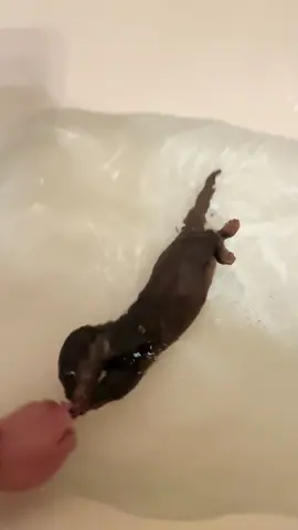 Bath time🛁🦦 #otterlover #rockymeadowfarm #fypシ 