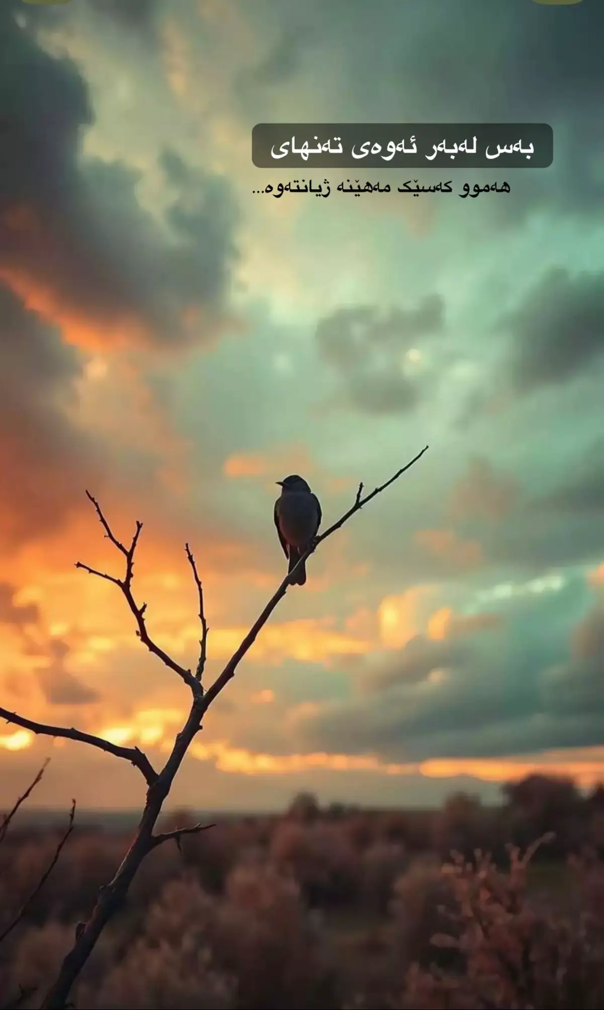 #foryou #fyp #fy #سلێمانی_هەولێر_کەرکوک_دهۆک #kurdistan 