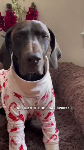 Our New XMAS designs are live, check them out! 🧑‍🎄🎁 #sparkpaws #sparkpawsofficial @rocky12gsp