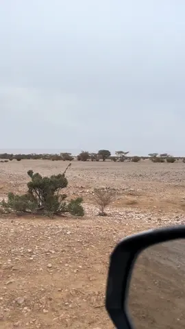 طيور القطا #قطى #قطا #اكسبلورexplore #ترندات_تيك_توك #لايك 