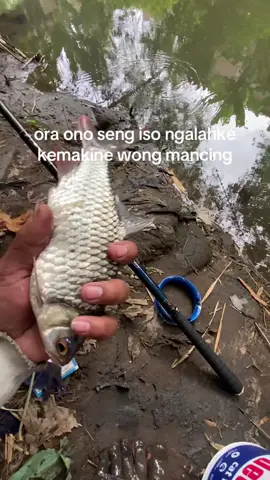 #mancing #storymancing 