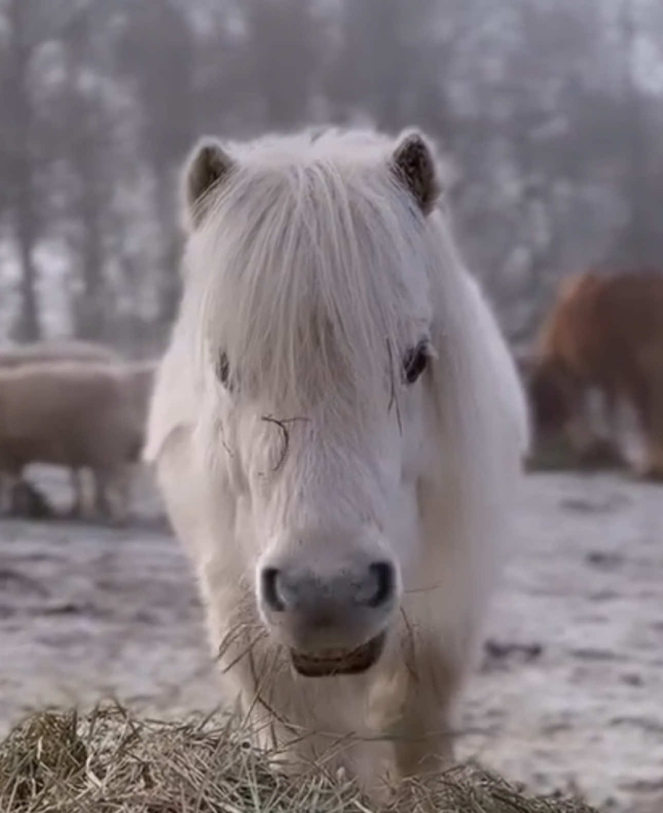 Cute little pony 😊#cute #baby #pony #shetlandpony #babyhorse 