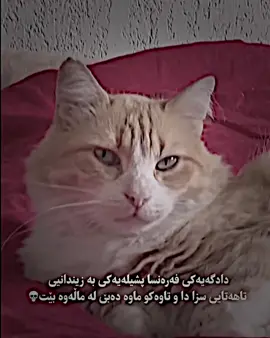 #BLND💀ADET #بڵند_ئیدیت⚡️ #BLND✔️ #blnd_editor💥 #foryoupageofficiall 