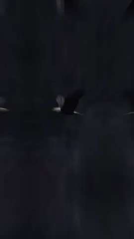 #CapCut #تصميم_فيديوهات🎶🎤🎬 #لايك__explore___ #قونيا________________قونيا😌 #ترند 