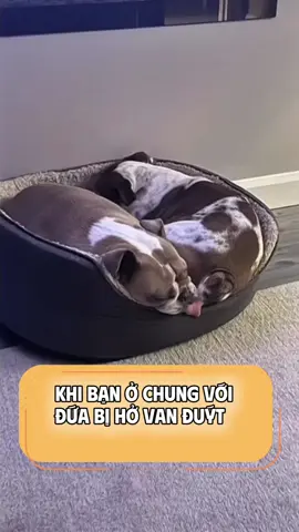 Hở van đýt #viral #dongvat #thucung #cute #haihuoc 