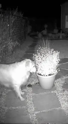 Cuidado!!🐕🪱 mais uma vítima!! Cuide muito bem do seu pet para ele não ficar assim!!😂 #viral #tiktok #brasil🇧🇷 #fyp #dogsofttiktok 