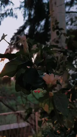 ❤️❤️❤️❤️ #مهما_يحاولوا_يطفوا_الشمس #ميادة_الحناوي  #تصويري  #capcut   #الصيني_ماله_حل😂😂 