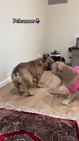 #parati #buldogfrances 