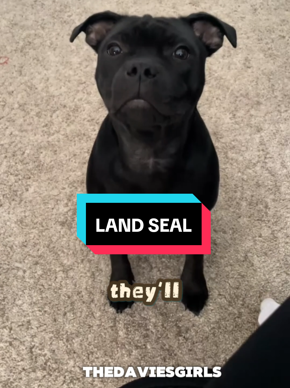 Let me introduce you to the compact muscle potato known as the Staffordshire Bull Terrier aka the Staffy or as the Internet rightly calls them, the Land Seal #staffy #staffordshirebullterrier #landseal 