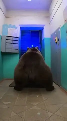 сгу медведь #сгу #медведь #лезгинка #чечня #лезгинка 