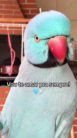 #mingau #fyp #mingauringneck #rip #ringneck 