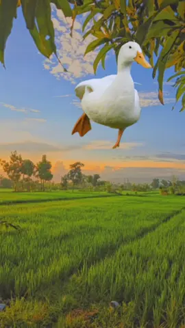 Join my birthday live! #happybirthday #fyp #foryou #clover #fam 