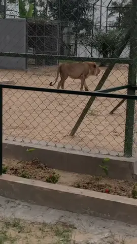 Bayelsa no know ball ke? 😌💕