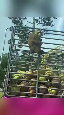 These are very hardworking monkeys!! #shorts 