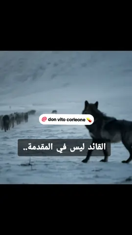 #Wolves#Alfa#leadership 