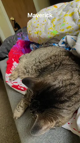 Rest easy, old man. #petloss #petgrief #cat  #catsoftiktok #cats  Maverick lived 14 years and 7 months and how lucky we are to spend those days with him since he was 8 weeks old. 