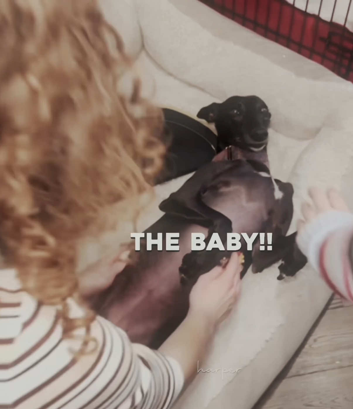 gigiiii #kalogerassisters #gigikalogeras #kalogerassisters #kalogeraspets #elianasundaydemitrakalogeras @Patrisha @Noah Risling 