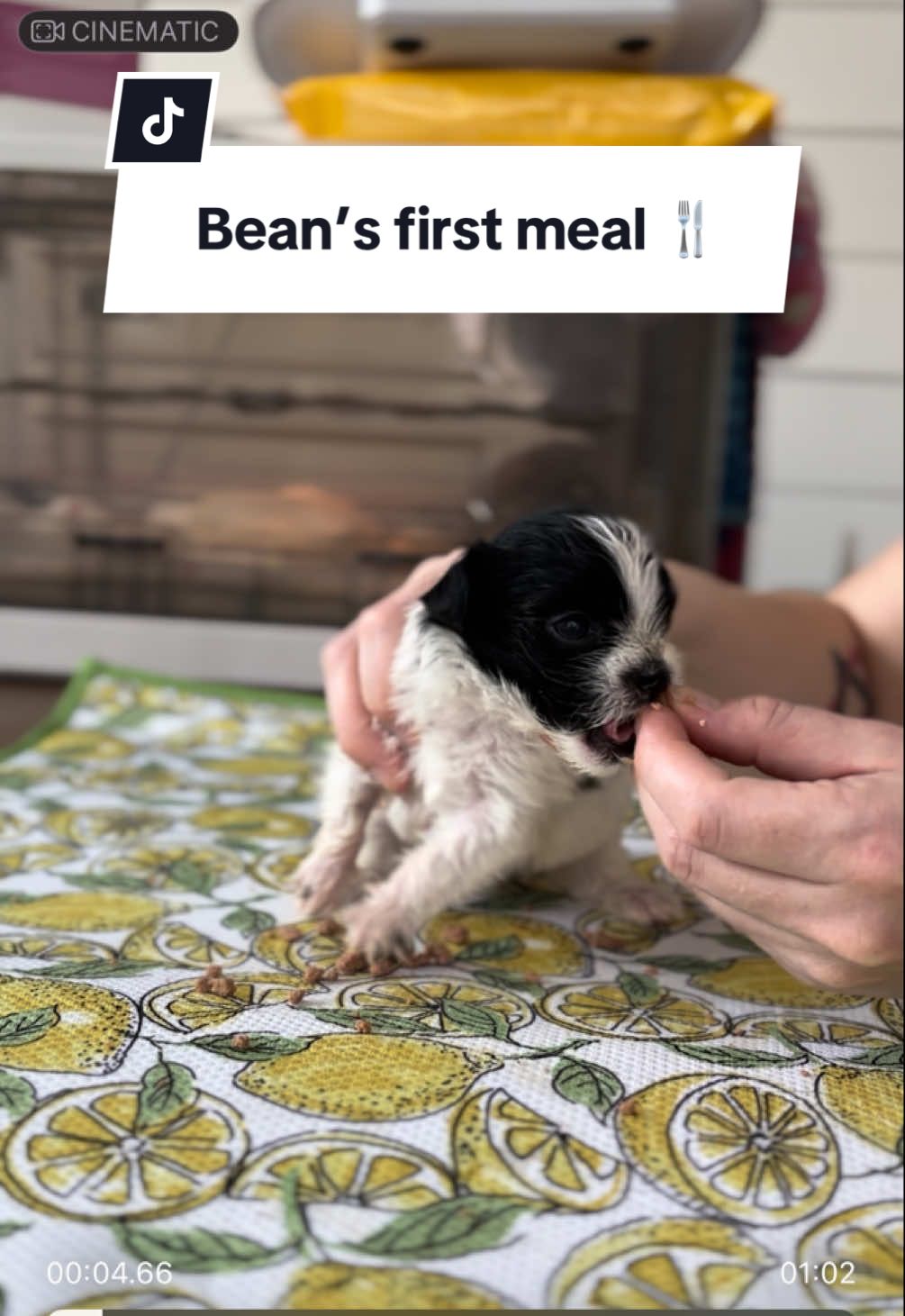 Today was an exciting day for Bean! He got to have his very first taste of real, solid food. As you can see he LOVED IT! He will still be on formula for several more weeks while he gradually transitions to solids. 