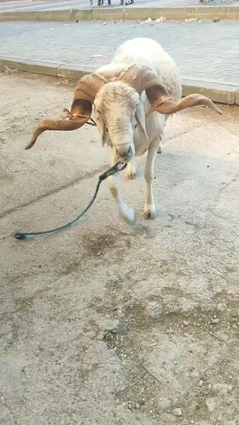 قال رجل لأعرابيّ: كيف أنت؟ قال: كما يسرّك إن كنت صديقًا، ويسوءك إن كنت عدوًّا!