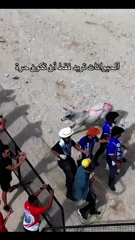 شاهد الفيديو في سيرتي الذاتية لترى الحقيقة عن استغلال الحيوانات