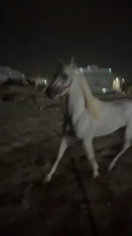 الخيل#مصري #حوافر الخيل طرب الحلال#اليل #♥️♥️