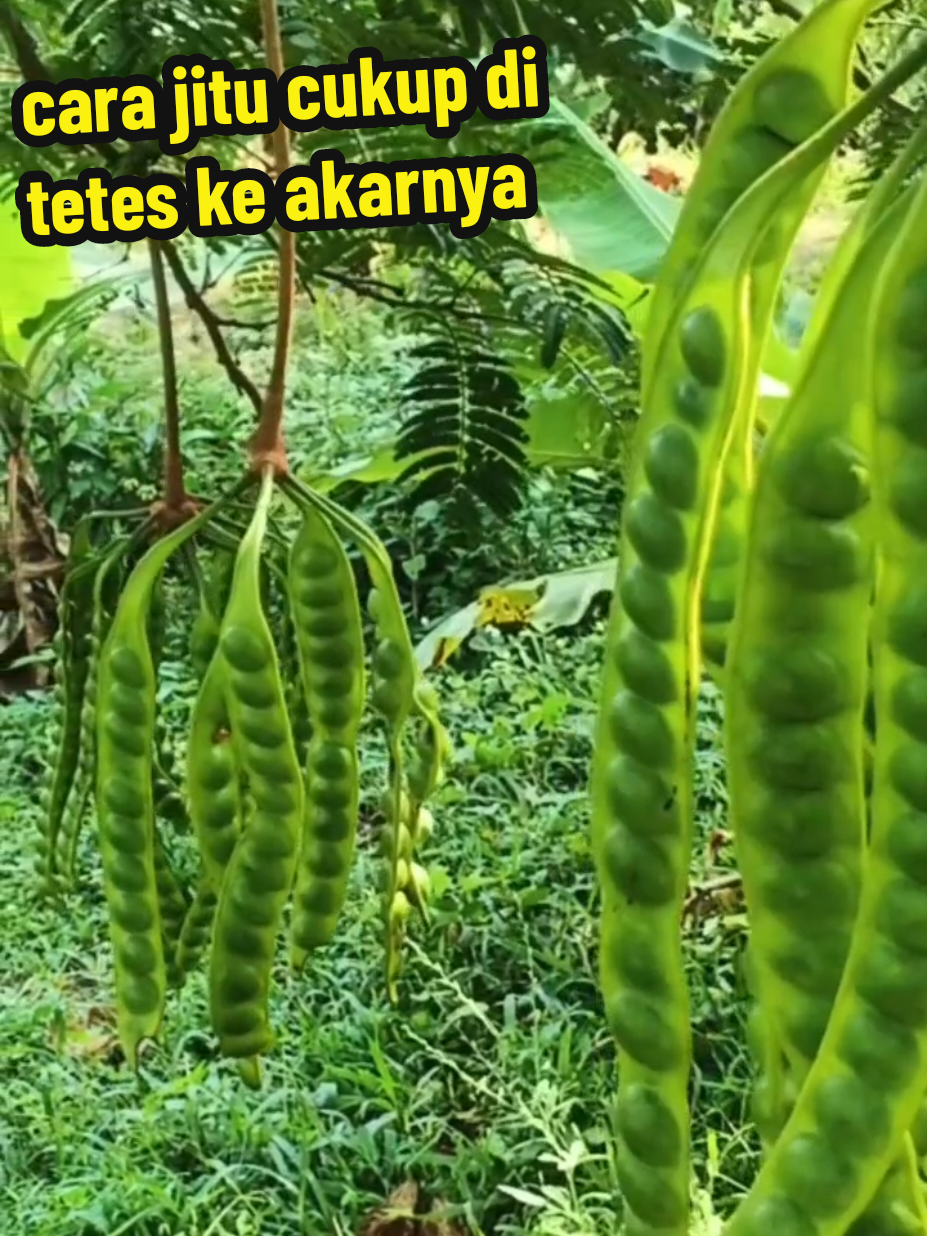 pupuk POC booster ini bisa#mempercepat #pembungaan #dan #pembuahan 