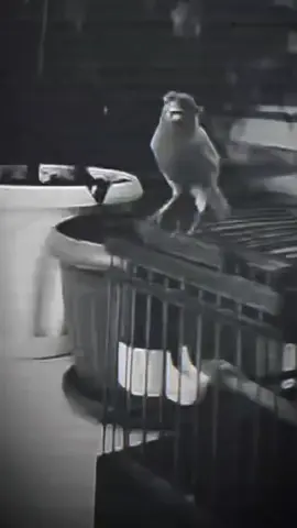 مـدري ضـيعـنا الـدرب مـدري أحـنا ضـعـنـا 🖤 #سردات_خيال🖤🥀 #CapCut #موال_سبعاوي #محروس_الشغري #باسل_القضماني #حزن💔💤ء #الشعب_الصيني_ماله_حل😂😂 #مالي_خلق_احط_هاشتاقات #حومص 