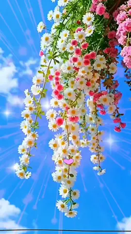 #CapCut #assalamualaikum🙏 #doaterbaikuntukkitasemua 