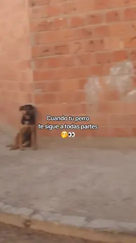 JEJE, MI BODY❤️🤗 #mimascotayyo #amoamiperrito♡  #cholojuanitorichardouglas  #amigos #paratiiiiiiiiiiiiiiiiiiiiiiiiiiiiiii 