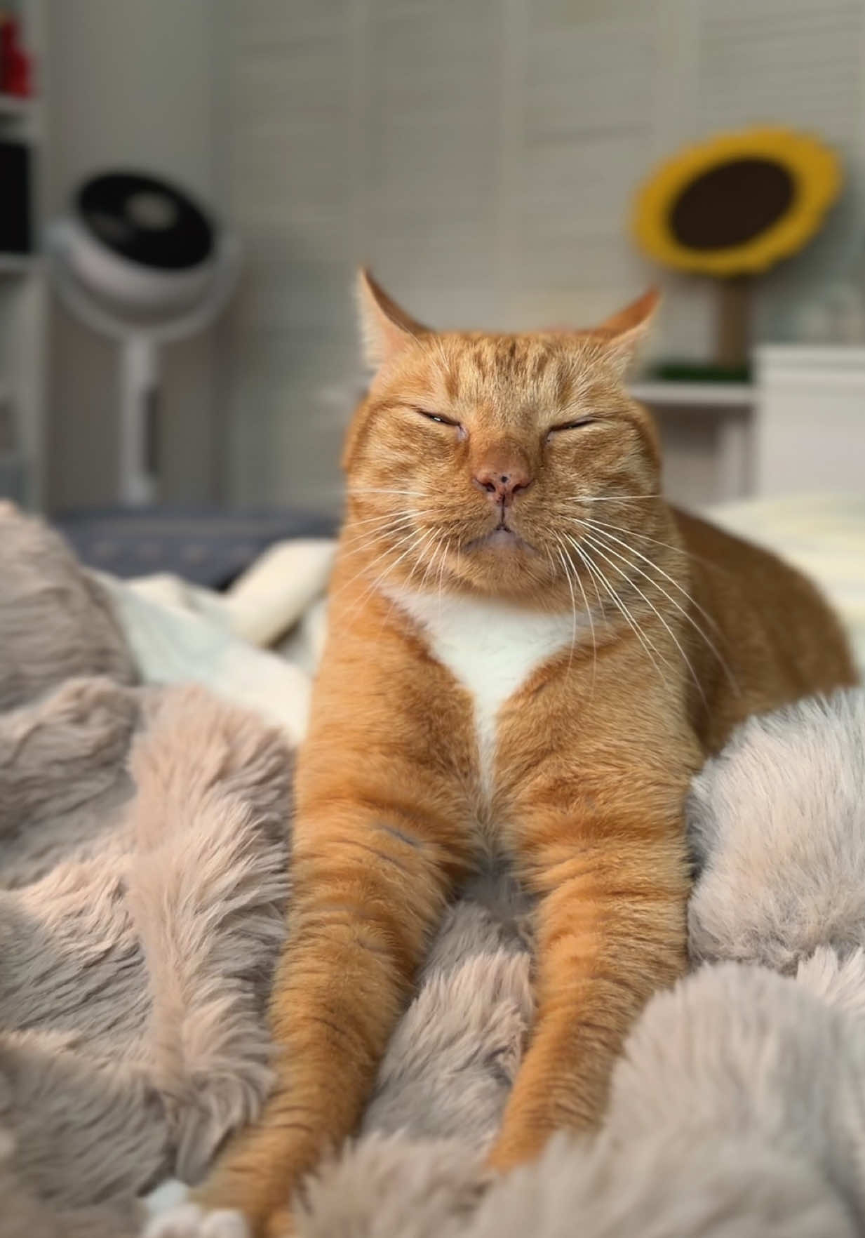 Just a boy and his biscuits ✨ #orangecat #gingercat 