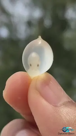 He saved cuttlefish eggs stuck in a fish trap that floated on the beach.🐙💙 ..... Use the Oppo N3 Flip mobile camera to record video. ...... #rescue #rescueanimals #save #animals #Love 