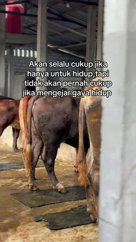 #peternaksapiindonesia #perternakmuda #sobatngaret #kediri24jam #fypシ゚ 