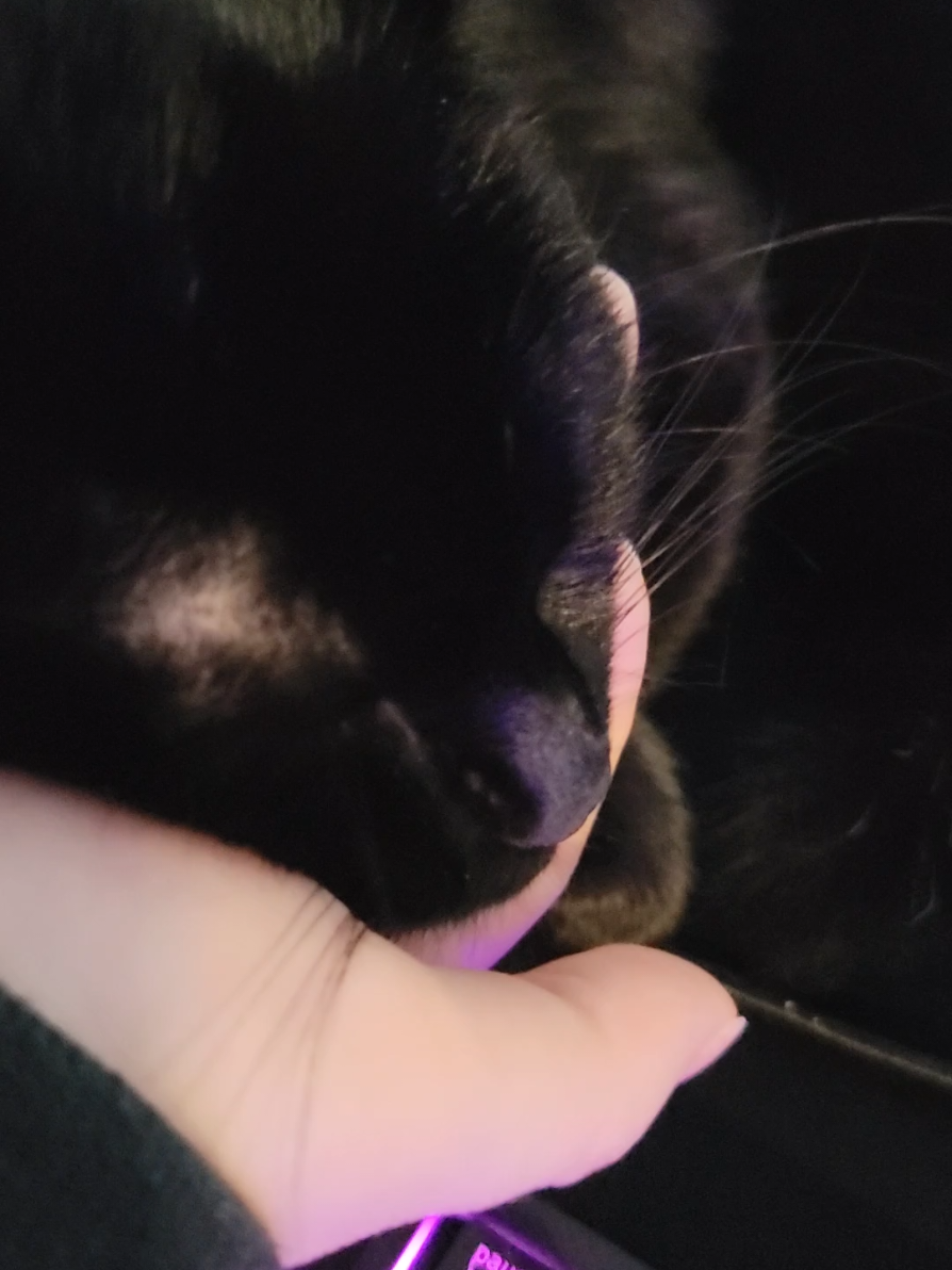 #Love #catsoftiktok #cute #cutecat 