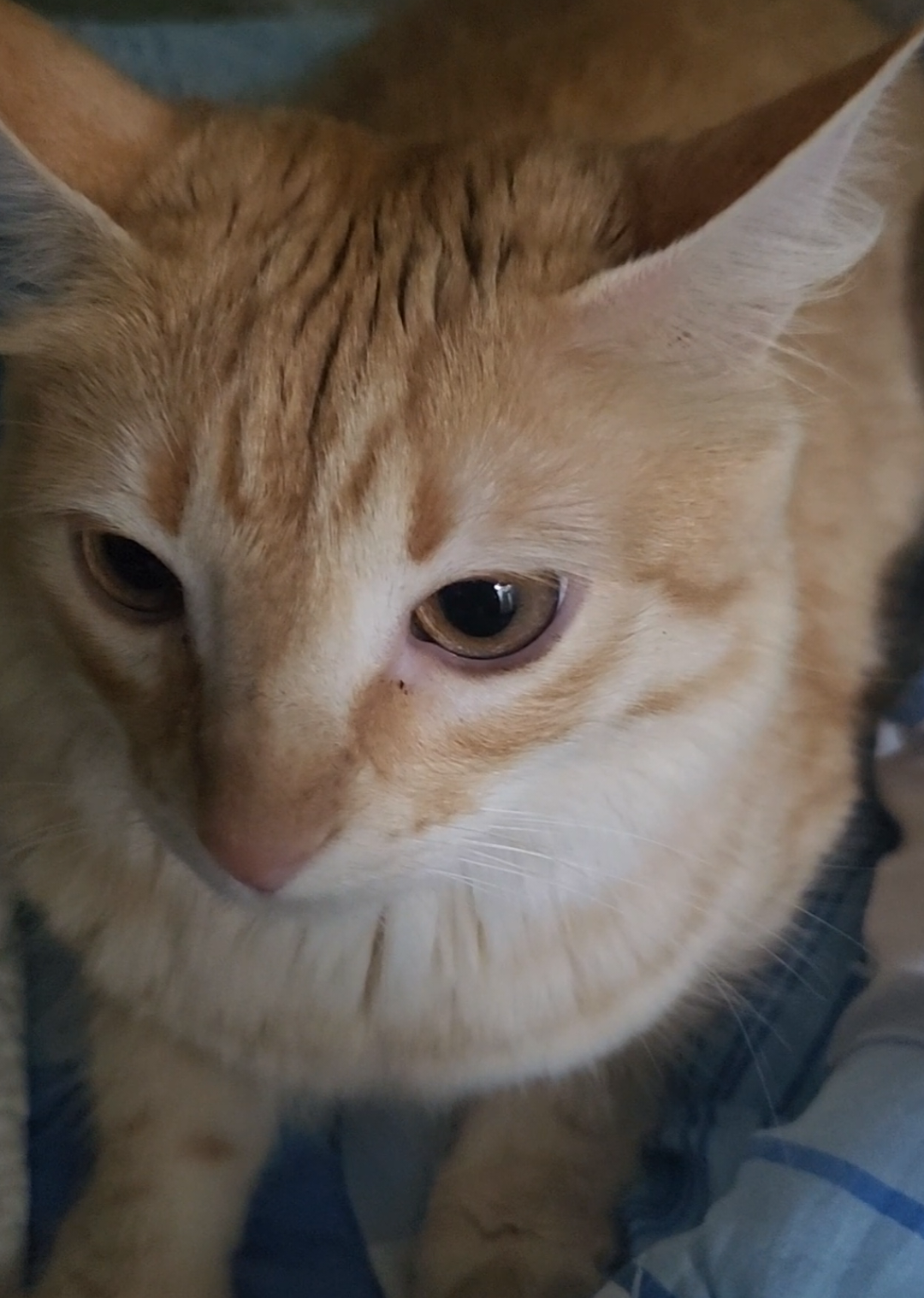 por si nunca viste los celos de una gata naranja, super toxi. #gatobebe #gatitotierno #michi #gatonaranja #gatitos 