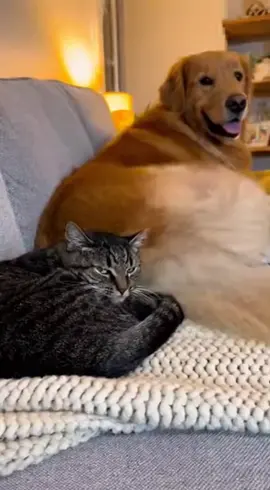 Cat boss did NOT like that 😭 #catsoftiktok #PetsOfTikTok #petlover #funnyanimals #catvideo 