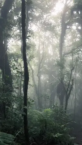 kabut lembut 🍃#ndaki#fypppp#kabut