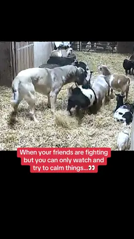 #livestockguardiandog #andoluçobanköğeği #anatolianshepherddog #farm #goats