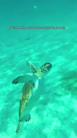 POV: snorkeling at 7am with sea turtles off the northwest coast of Aruba.  The Tres Trapi Steps are located within a rocky cove — named for the three carved steps that provide access to the water from the shore.  Popular for snorkeling due to its clear water and abundant sea life (especially these little guys if you go in the early morning). Pure magic.  #aruba #onehappyisland #trestrapibeach #noord #arubatiktok 