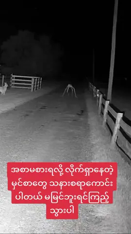 #VoiceEffects #ရှမ်းဆရာမနွယ် 